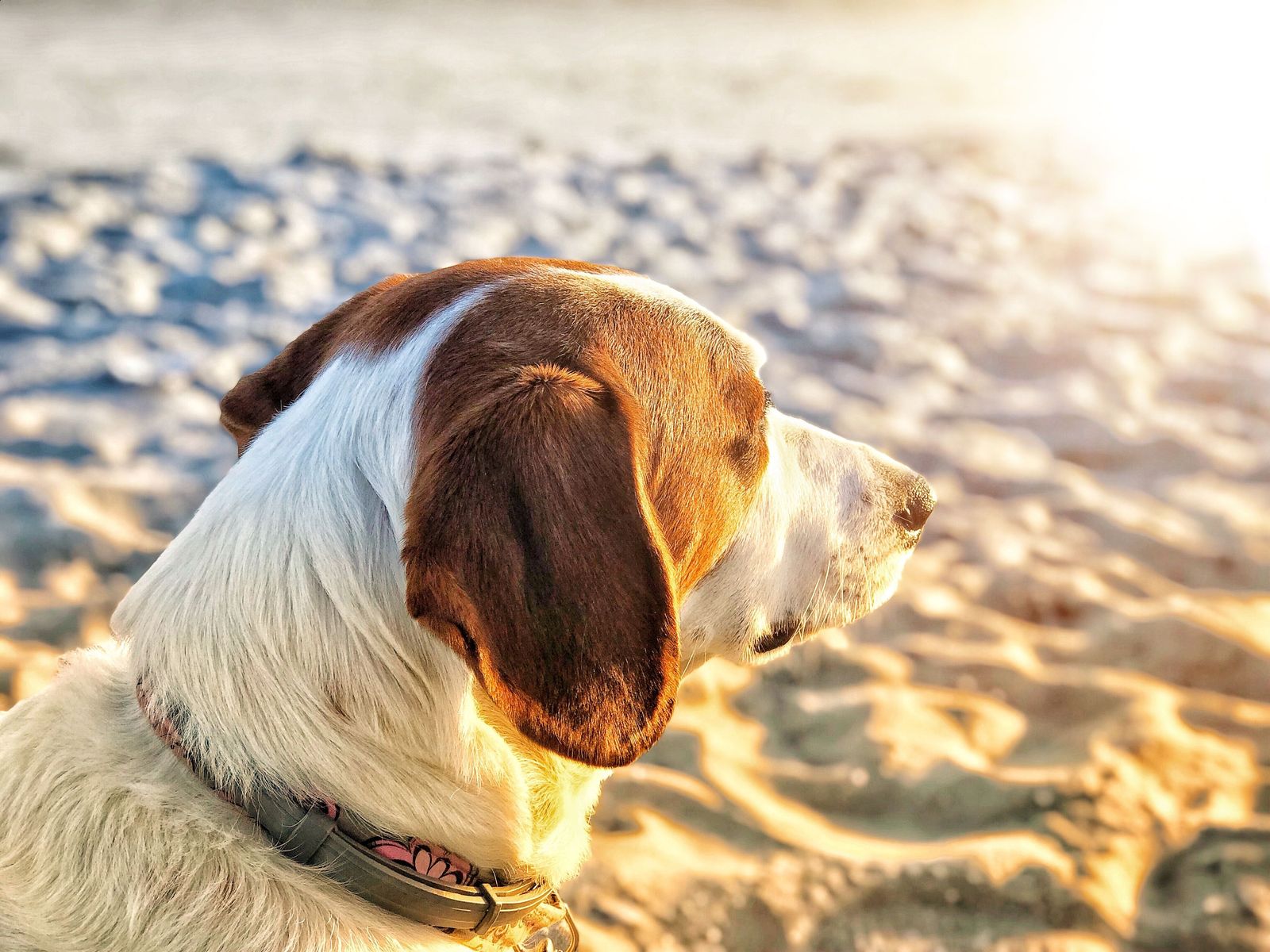 Things are heating up: Here’s how to protect your pet this summer - Vetster