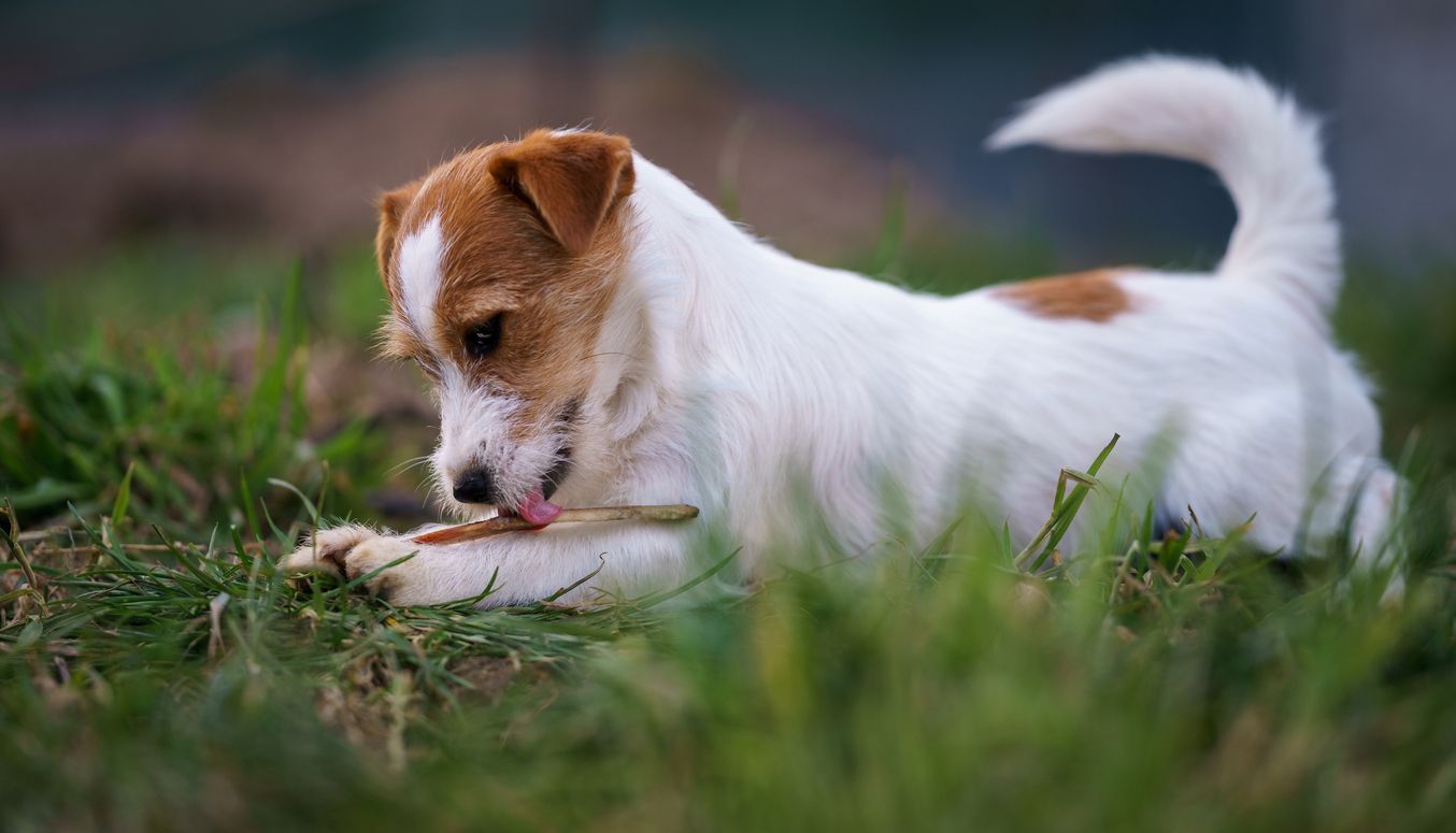 Image showcasing What to do if your dog has intestinal worms - Vetster