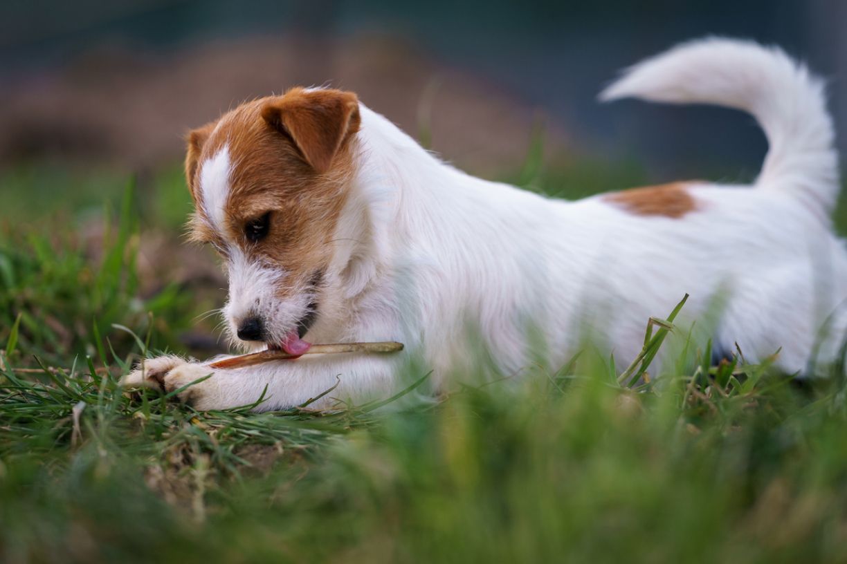 What to do if your dog has intestinal worms   - a dog lying in the grass licking a stick