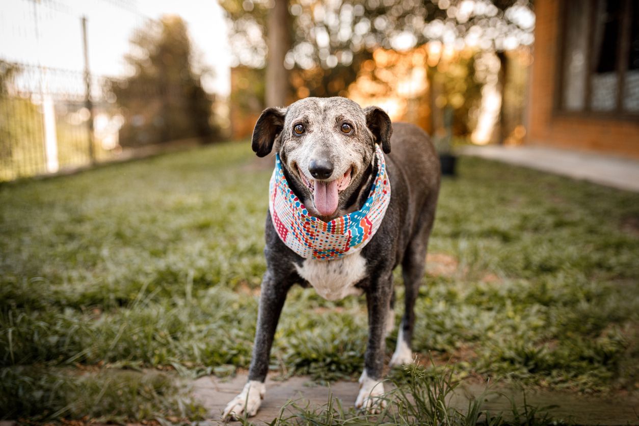 Indoor and outdoor activities for your senior dog - A dog standing outdoors in a park 
