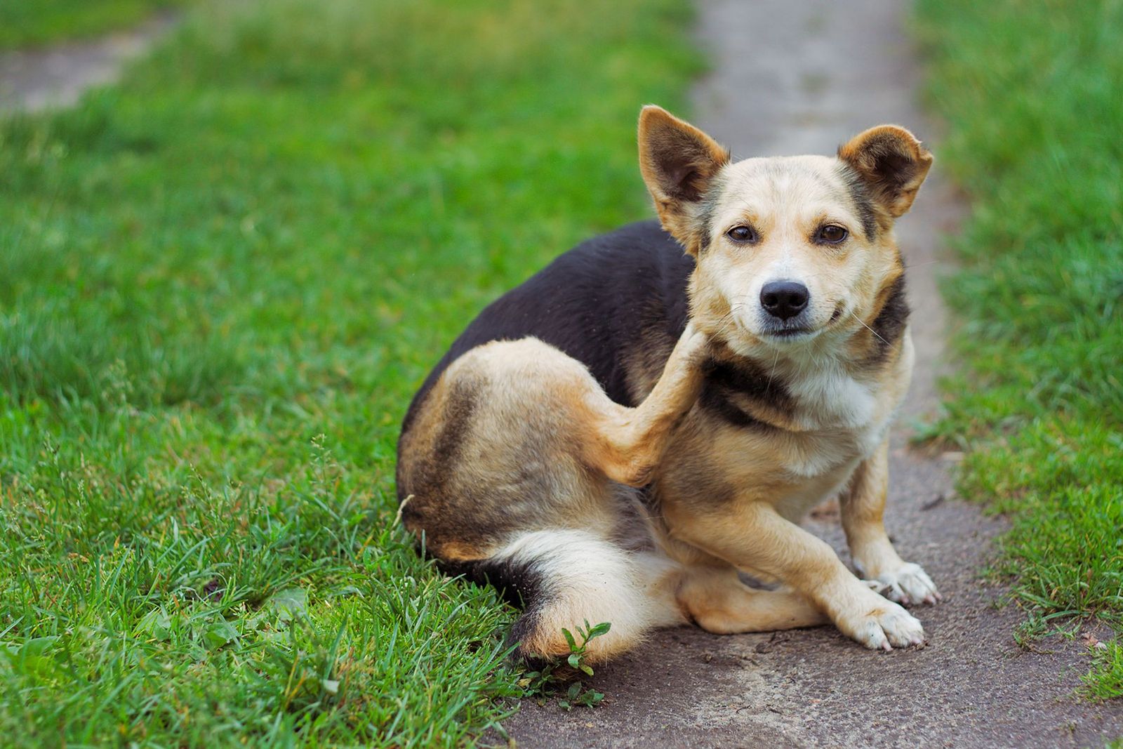 How do I know if my dog has fleas?  - a dog sitting outside, itching at its neck