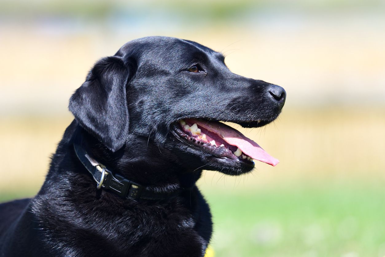 How much do canine tooth extractions and jaw surgery cost? - A black lab outdoors with their mouth open and tongue out