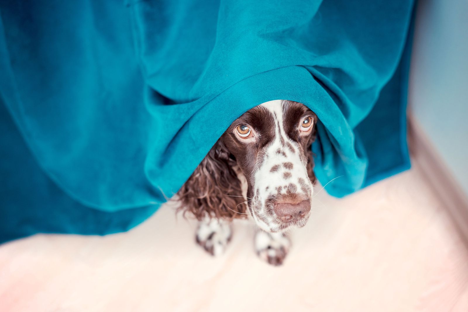 Is your dog stressed? What we can do as pet parents - Dog peeking out from under a curtain