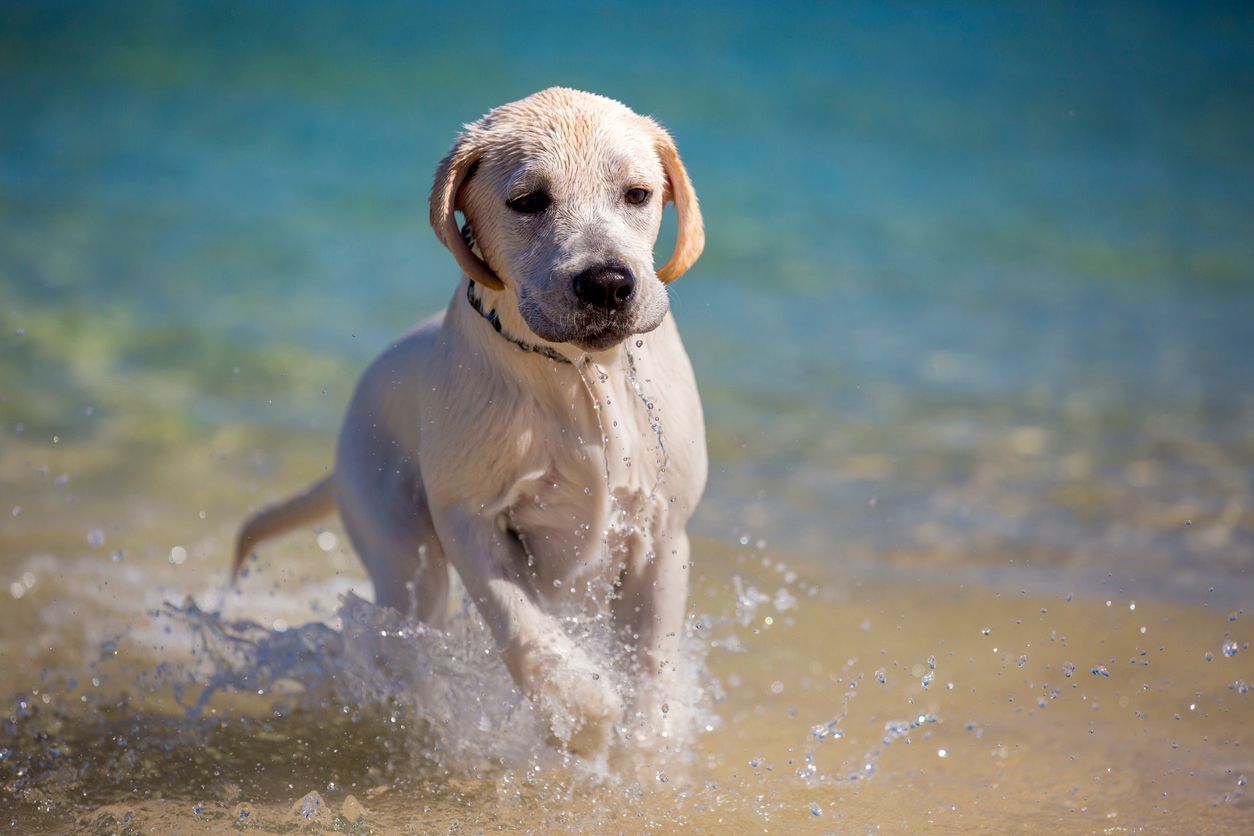 6 tips to keep your dog safe in the summer heat - a dog running through water at a beach