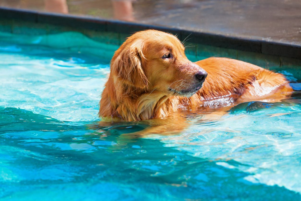 Summer heat and your dog: Safety first! - a golden retriever sitting in a pool