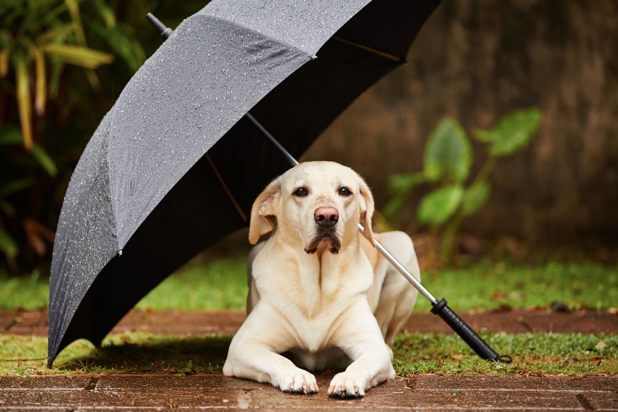 Weather the storm: A guide to protecting your pets in harsh weather - A labrador lying under an umbrella in the rain