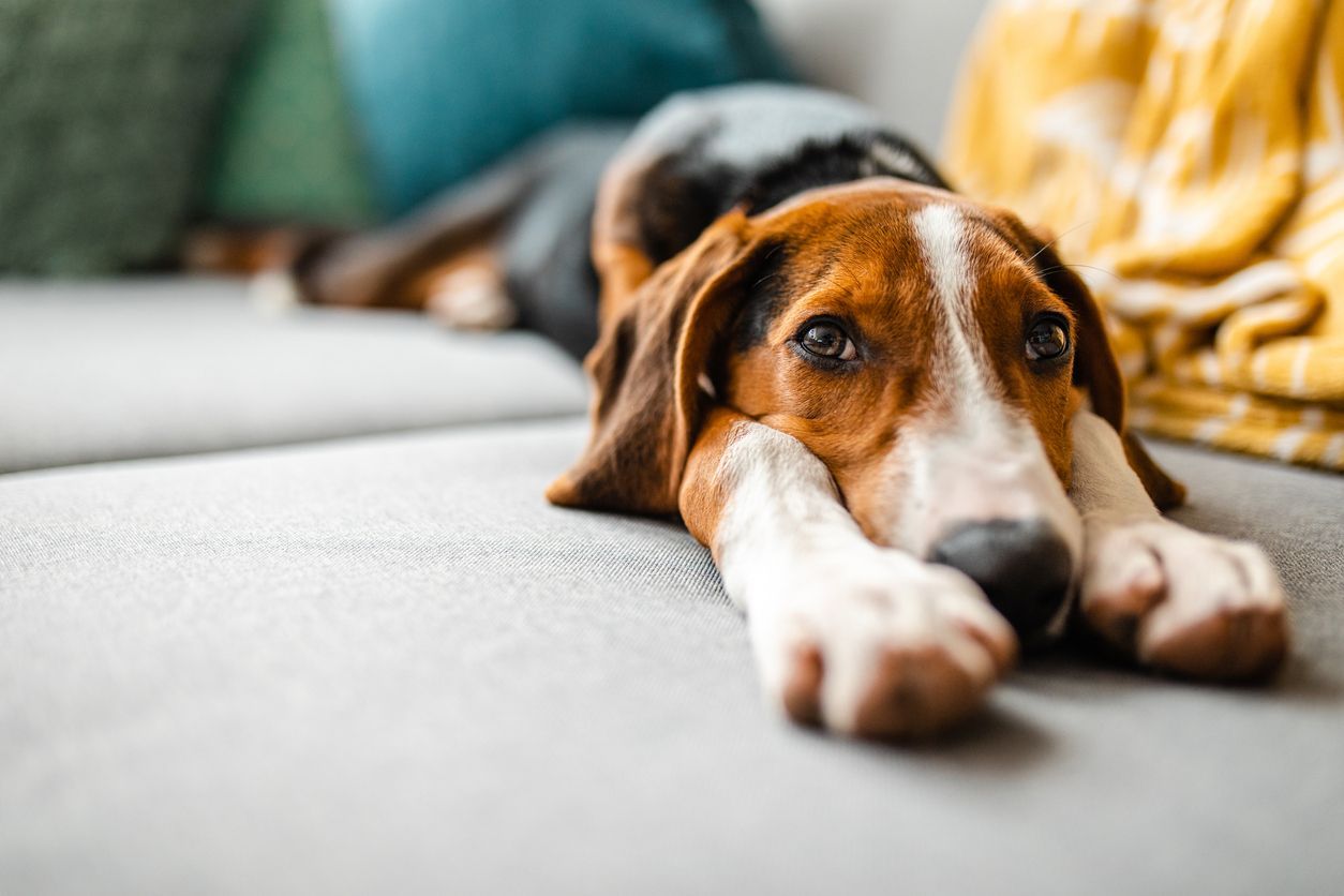 Everything you need to know about Cushing’s disease in dogs - A dog lying on a couch with their paws stretched forward