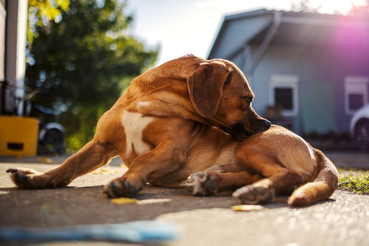 Treating and managing a dog's allergies: what you need to know - Brown dog scratching its back outdoors