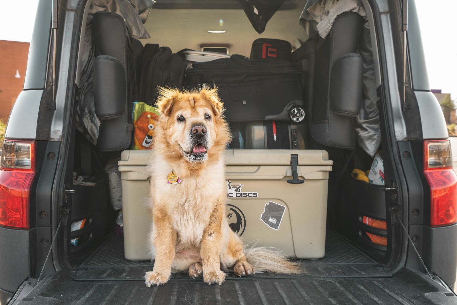 The ultimate road trip guide for traveling with pets - Chow sitting in packed car