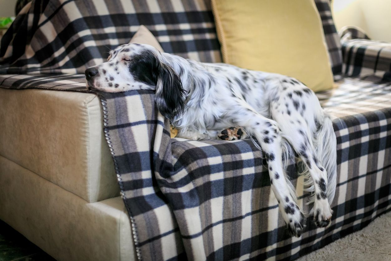 What causes skin color changes in dogs? - A black and white English Setter sleeping on a couch