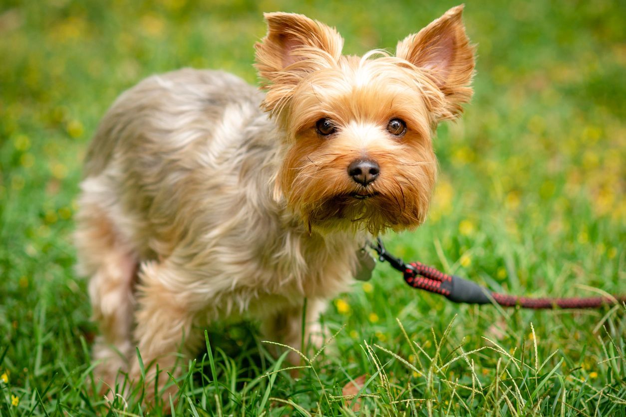 What to do if your dog has bloody poop  - a dog squatting in the grass while on a leash