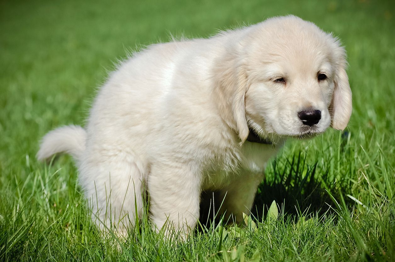 Everything you need to know about diarrhea in dogs - A puppy squatting in the grass
