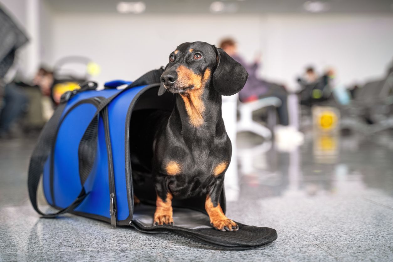 From takeoff to touchdown: How to travel with a dog by plane - small dog standing in kennel bag