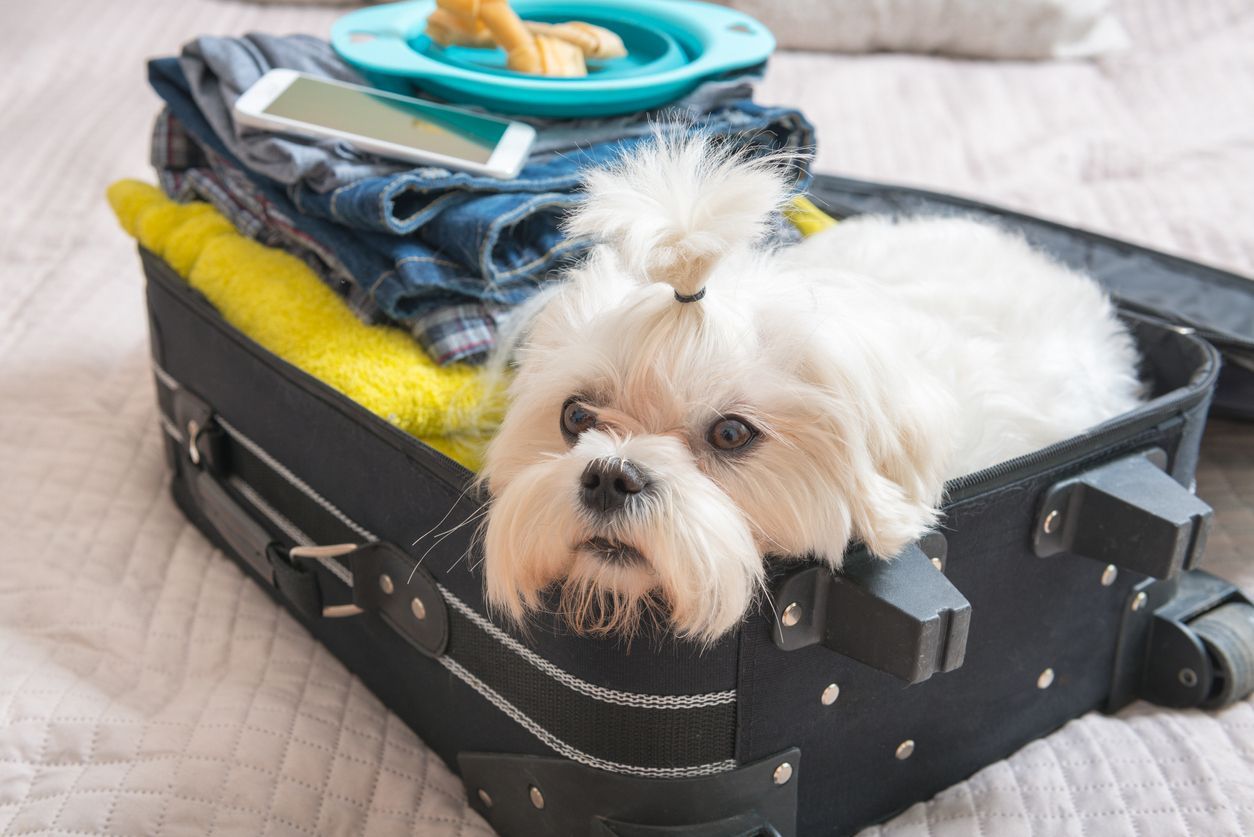 The ultimate guide for traveling with your dog - a white dog lying in a suitcase alongside some travel clothes