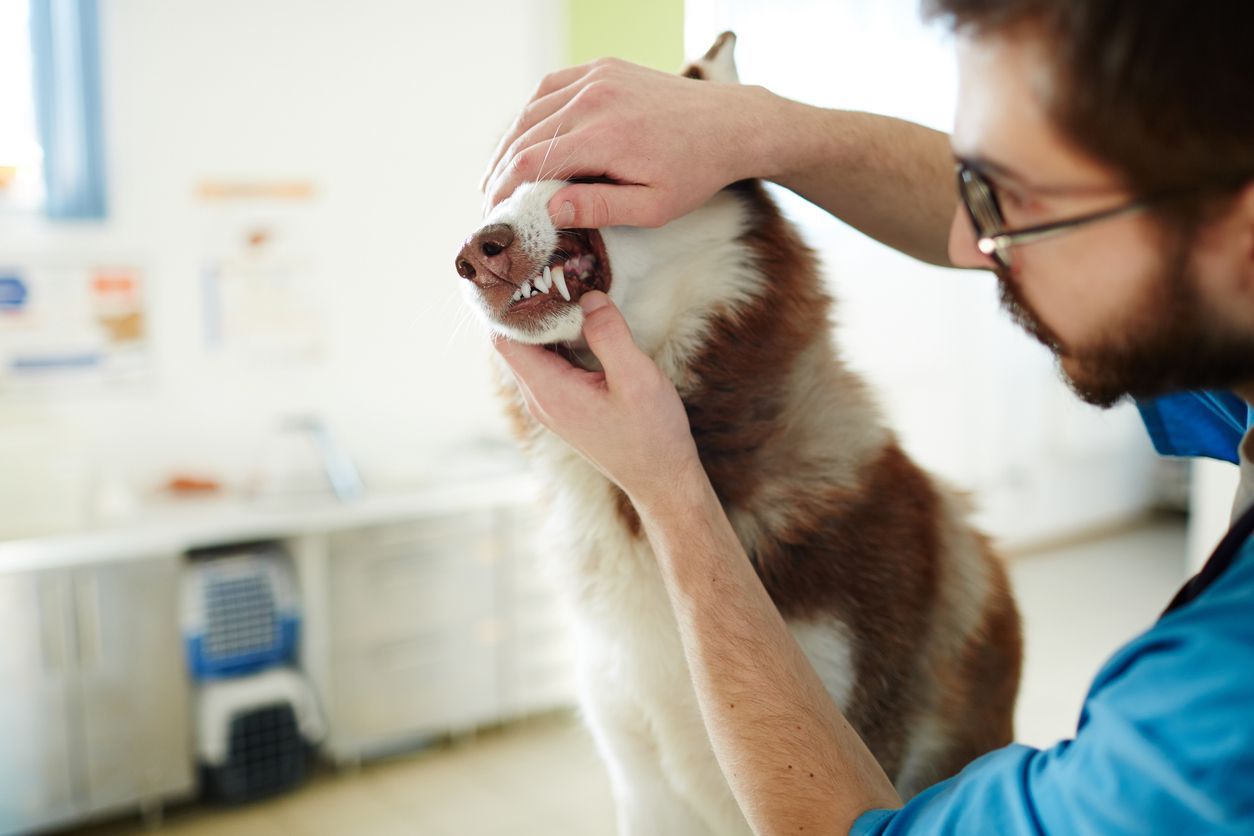 How are periodontal disease and gingivitis treated in dogs? - A husky having their teeth examined by a veterinarian 