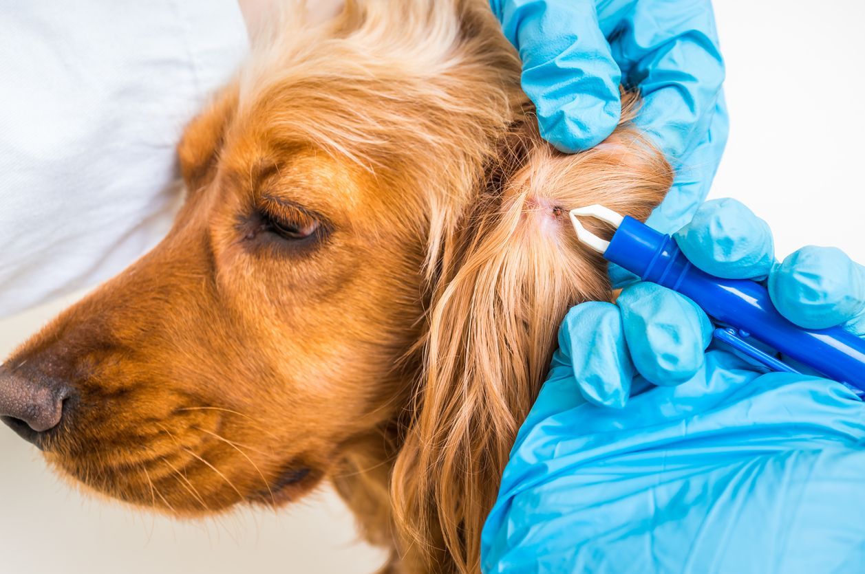 Tick bites, diseases, treatment, and your dog - a tick being removed with tweezers from a dog's ear