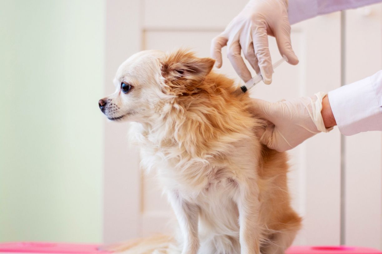 Infectious diseases and vaccines for your dog - a dog being vaccinated by a vet