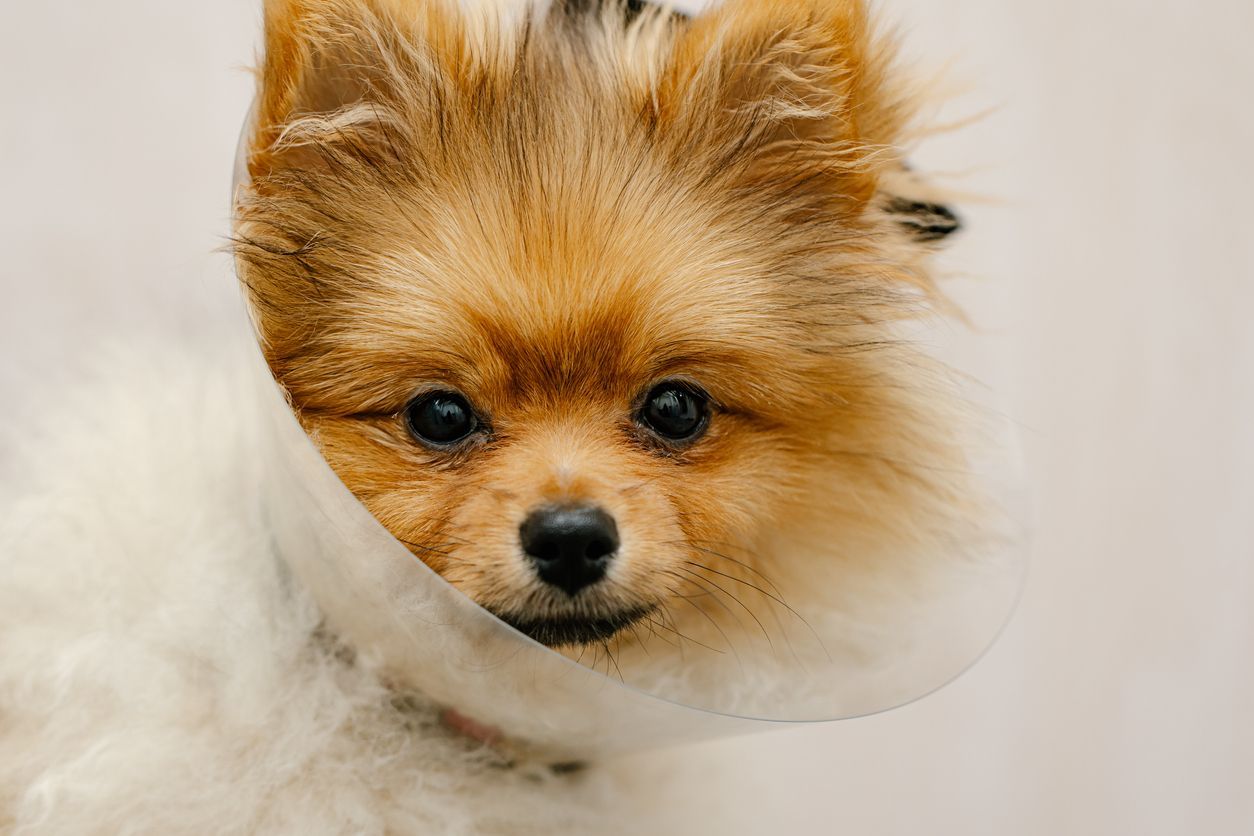 The downlow on spaying and neutering your pets - Vetster