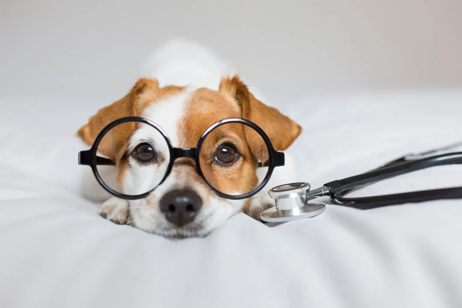 PetMeds and Vetster partner to improve access to telehealth - Vetster