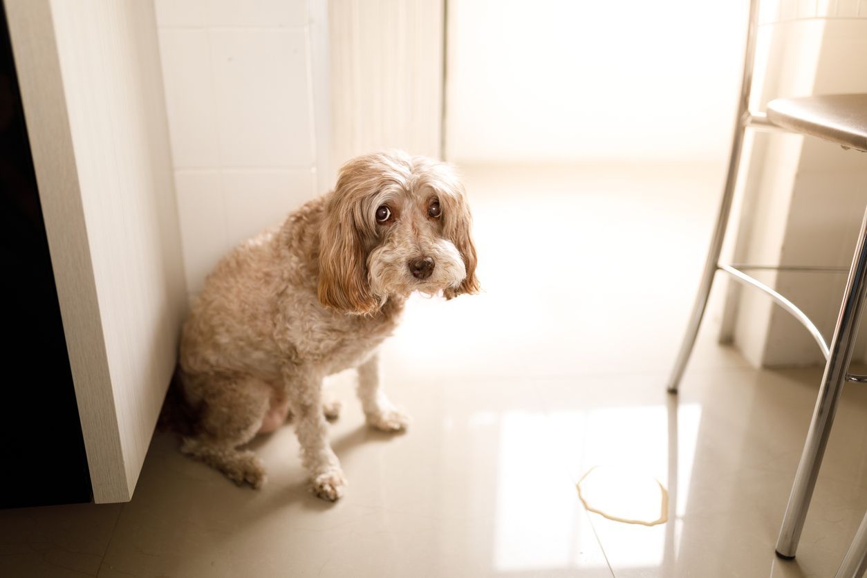 Pee-free zone: how to stop your dog from peeing in the house - Dog with pee puddle on the floor