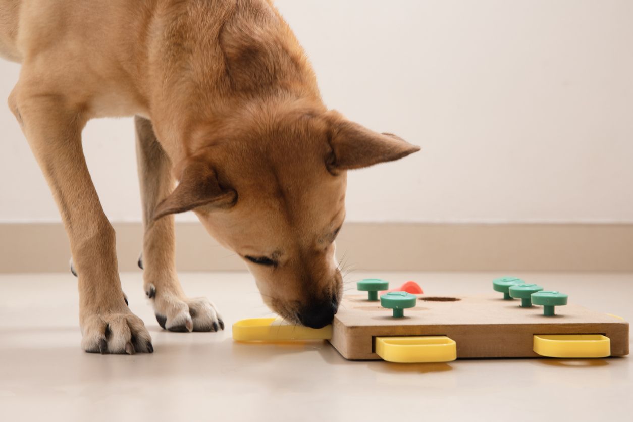 Puzzles and games for high-energy pups - Vetster