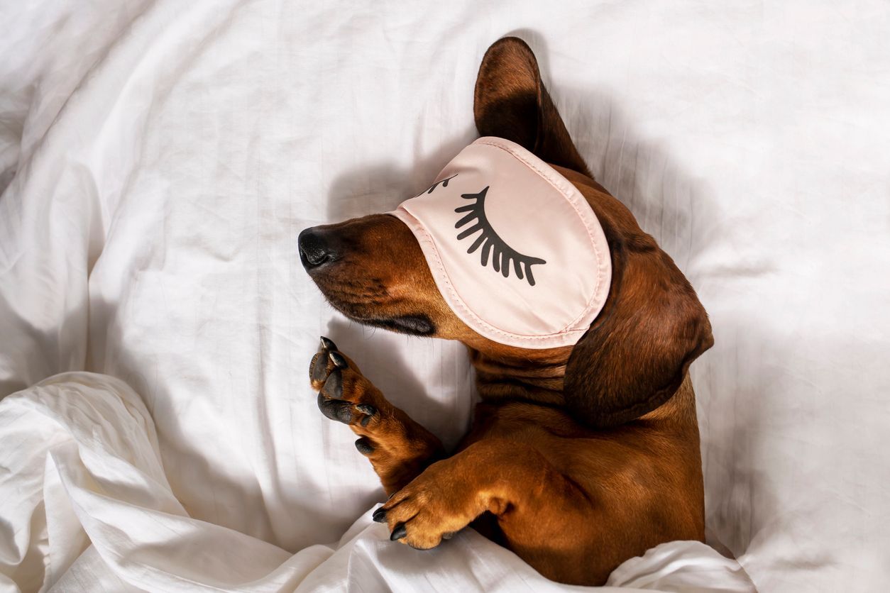 Sleep tight: 20 of the best dog sleep accessories - Dog with a sleeping mask
