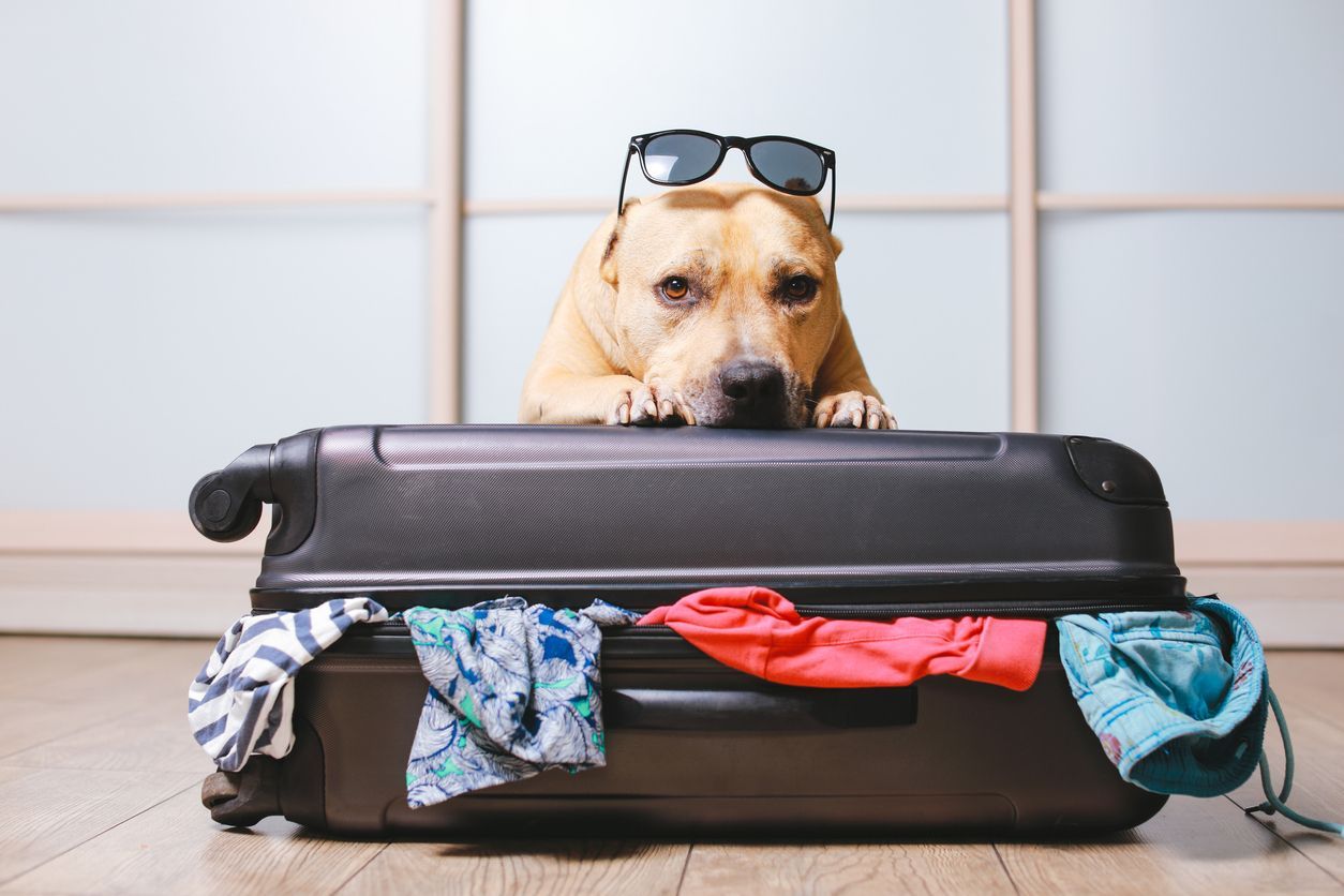 Pet boarding during the holidays: Everything you need to know - Dog with suitcase