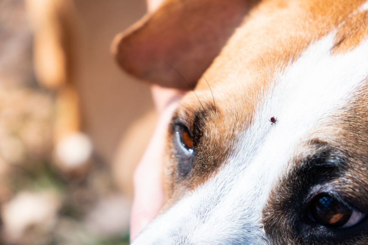 Ticks and your dog  - A dog with a tick on their forehead