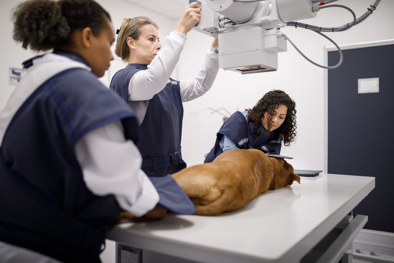 How much do pet X-rays cost? - Three vets attending to a dog laying on a table being prepared for an X-ray 