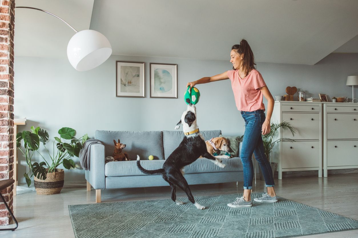 What is the cost of dog boarding, dog sitting, and kenneling? - A dog sitter playing with a dog in a living room while two dogs rest behind them