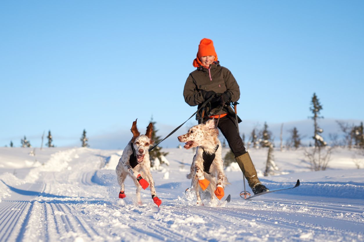 Keep your dog safe in the cold and wet Winter season - Dogs running in the snow with a skier