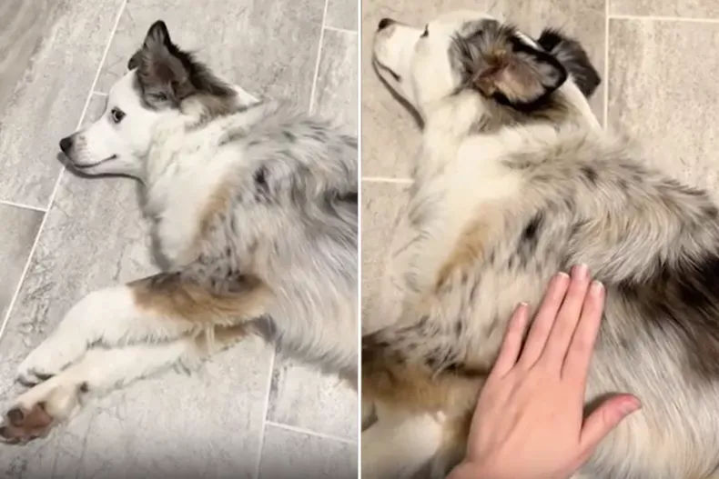 Woman's Advice For Conducting CPR On Unresponsive Dog Goes Viral - Vetster