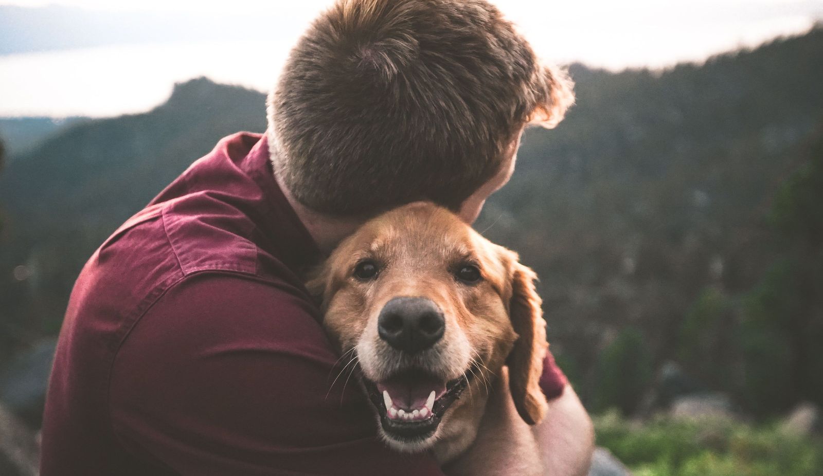 How pets help our mental health - Vetster