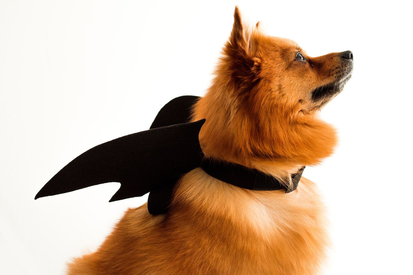 Six tips for trick-or-treating with your dog - Finnish Spitz in Bat Costume