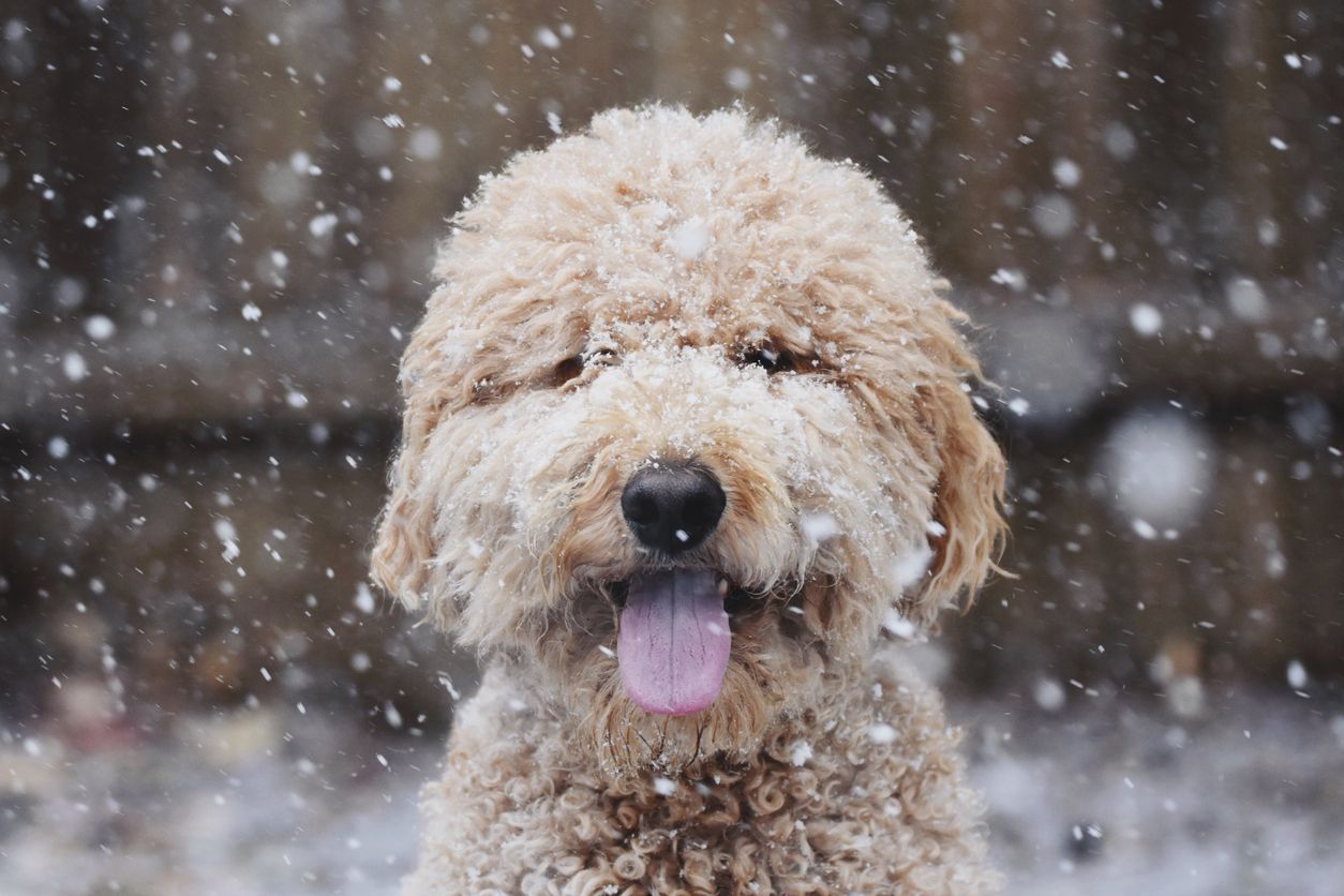 What to do if your dog has dandruff or dry skin - Picture of a smiling dog in a snowfall