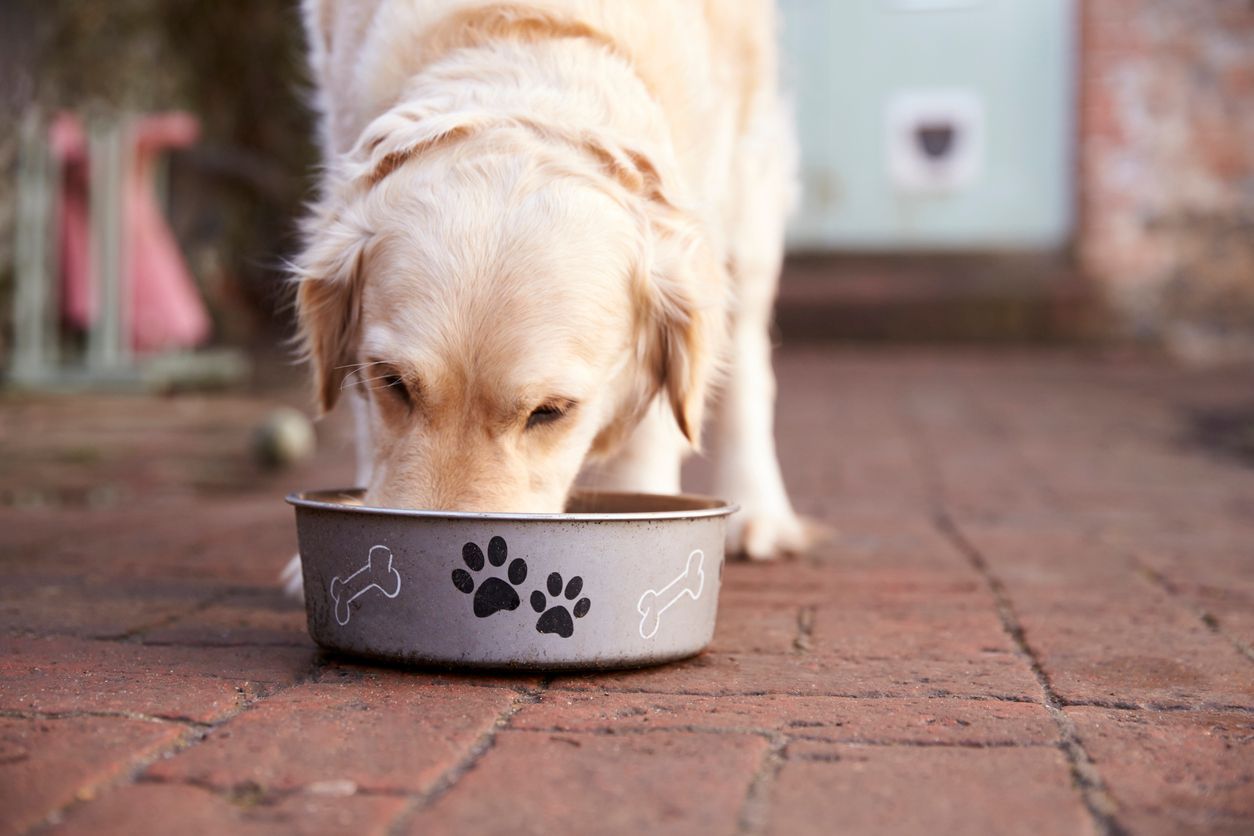 Do grain-free diets cause heart disease in dogs?  - golden retriever eating from a dog bowl