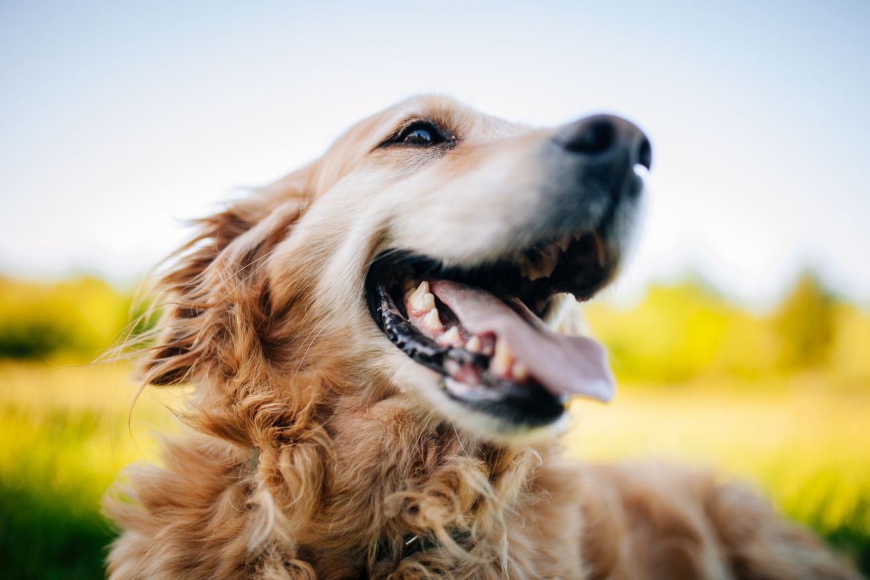 Preventing dog dental disease with proper dental care - playful golden retriever