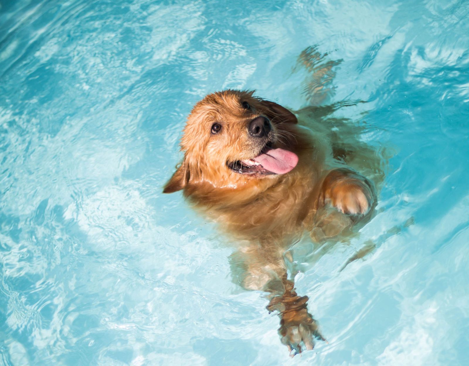 Fun and Safe Swimming Tips For Your Dog - Vetster