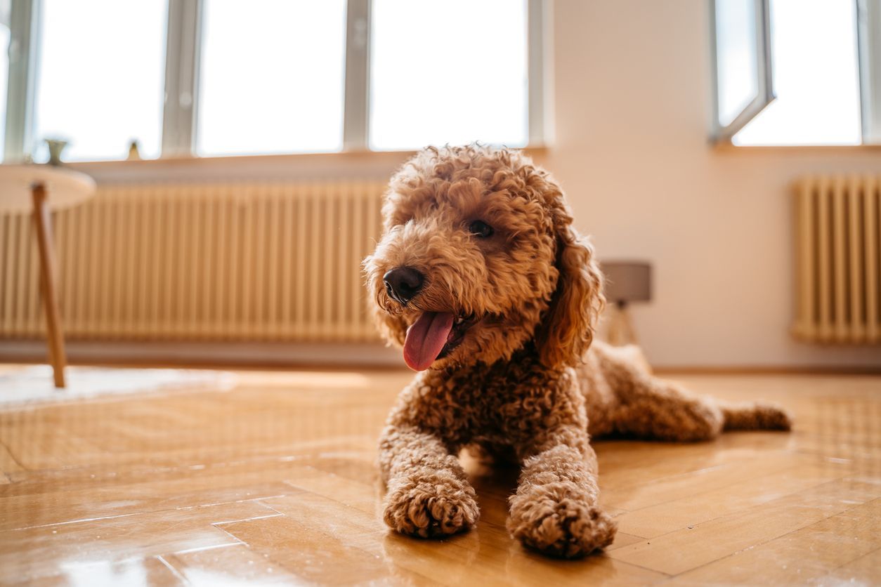 Preventative wellness tips for your dog - dog lying on floor