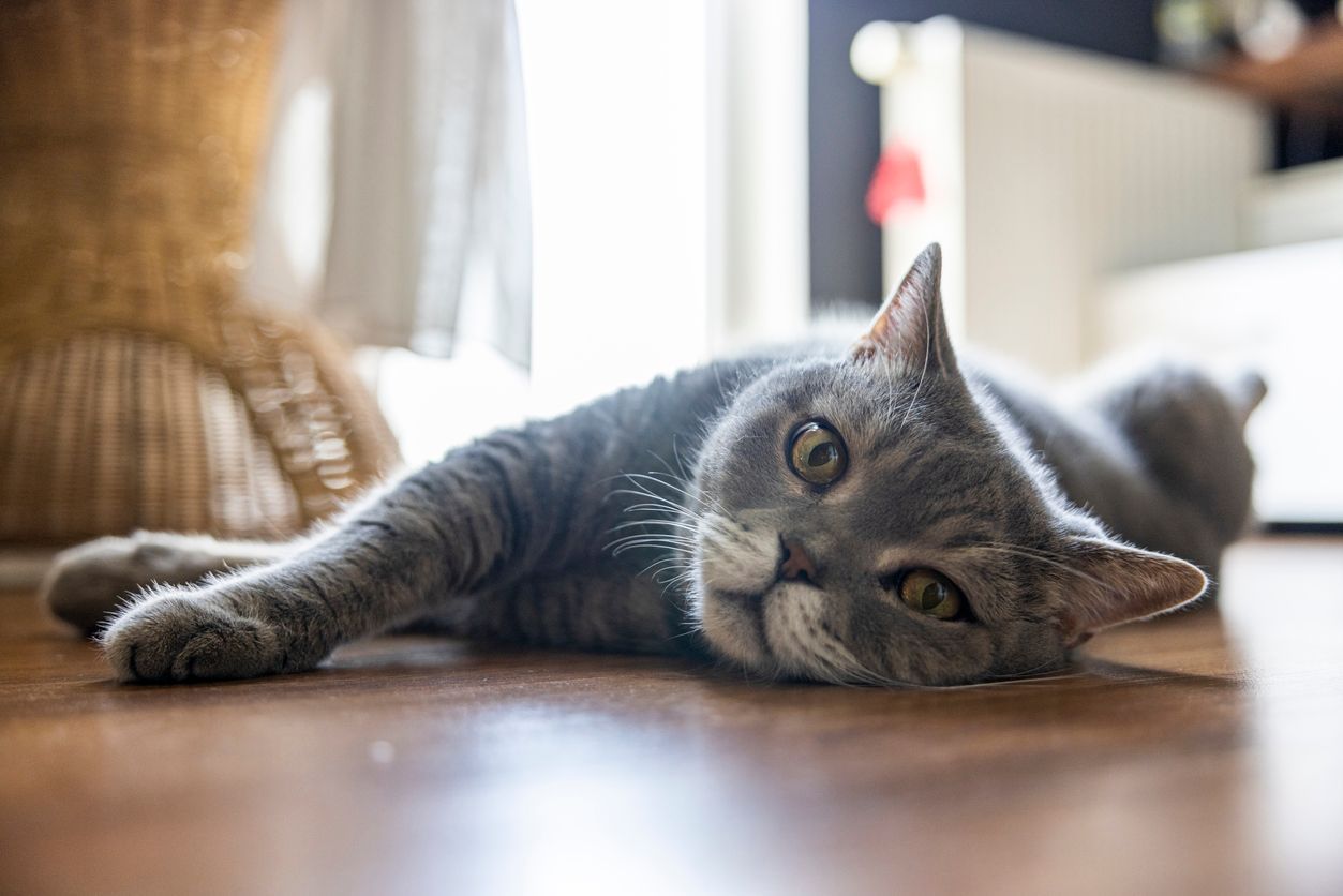 Skin tags or cancer? How to differentiate in cats - A gray cat lying on the floor