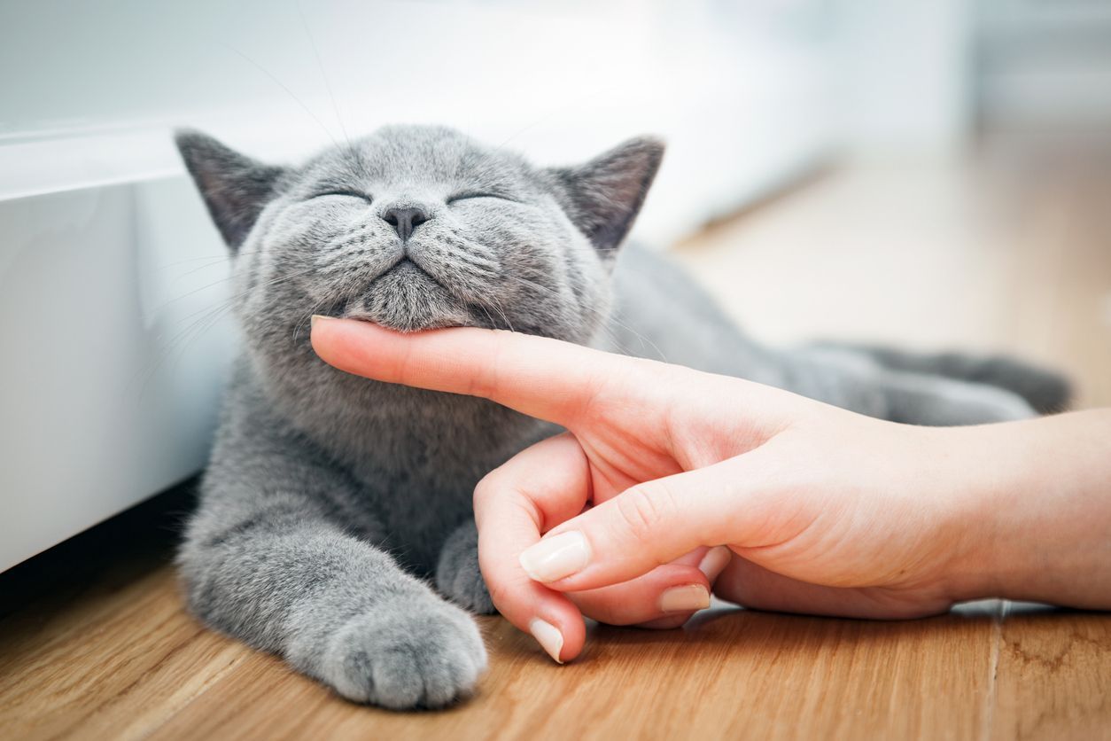 Preventative wellness tips for your cat - grey cat being pet