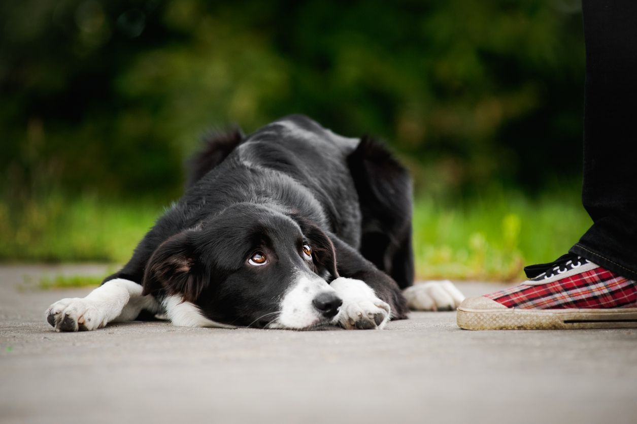  Is it normal for your dog to eat poop? - Guilty Border Collie