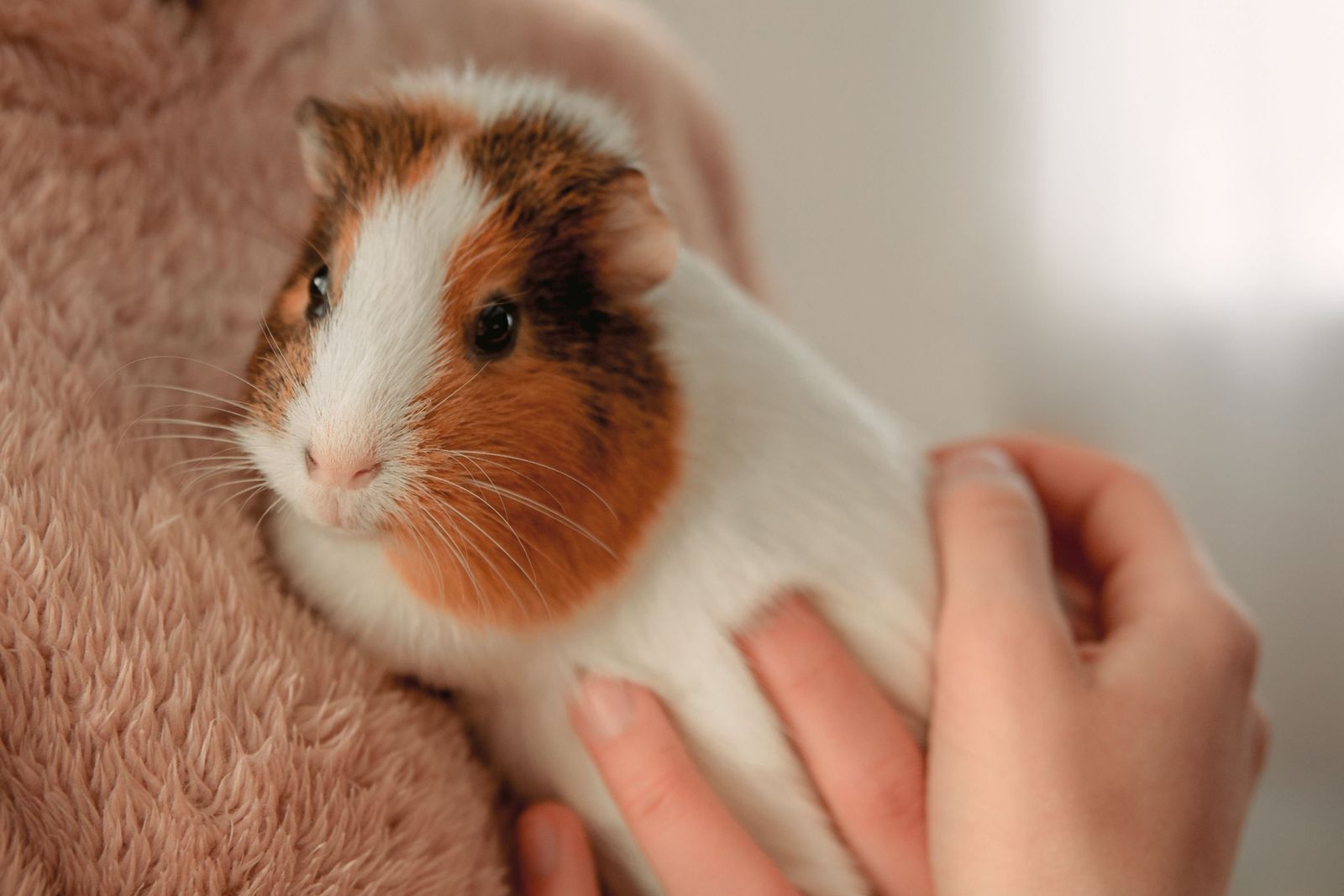 Guinea pig ringworm: Symptoms, treatment, and whether you can catch it - A brown and white guinea pig being gently held against a person’s soft beige sweater.