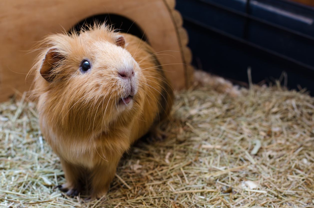 How to find a guinea pig vet near me (and what to do if there isn’t one) - Brown and white guinea pig standing on hay in its enclosure.