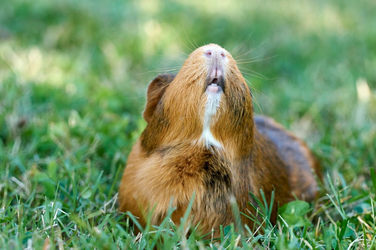 Why is my guinea pig sneezing? When it’s normal and when to worry - A brown guinea pig with a white chin sits in green grass, tilting its head up with its mouth slightly open.