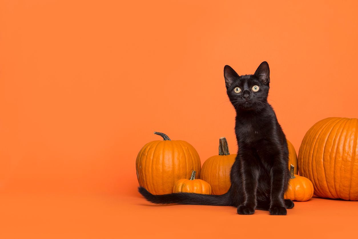 How to keep your cat safe this Halloween - Black Cat with Pumpkins