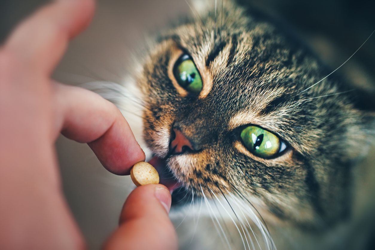 Pet supplements: Which ones are backed by science? - cat being fed supplement tablet