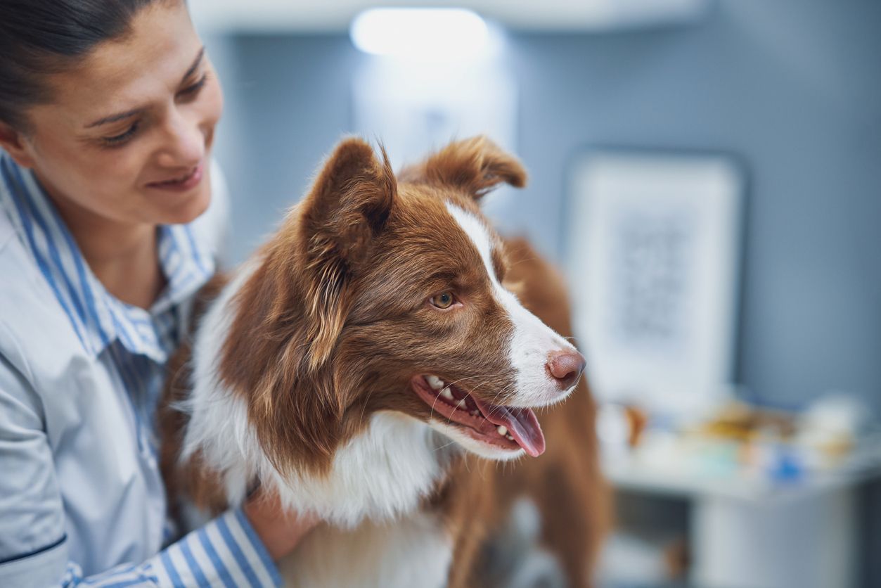 How often should you schedule vet appointments for your dog? - A happy dog at the vet