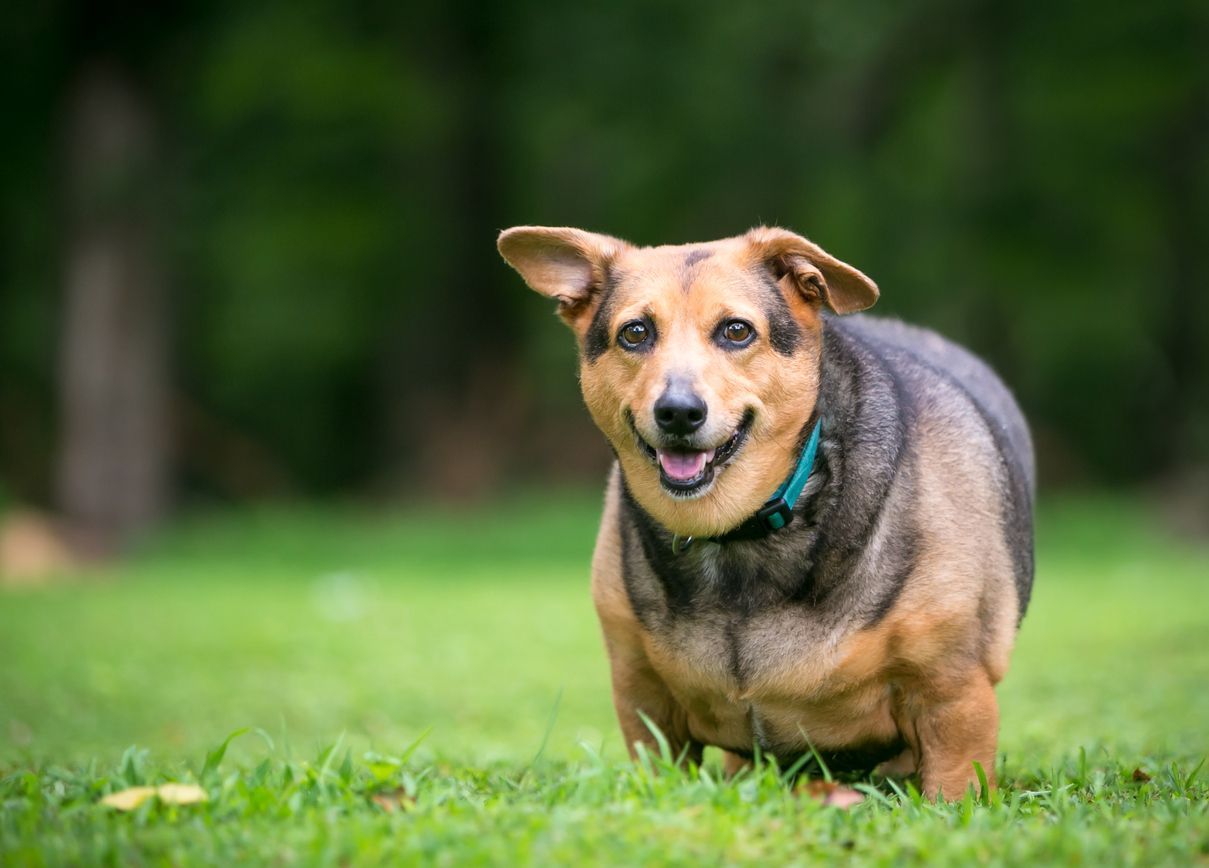 How to prevent and manage obesity in dogs - dog on lawn 
