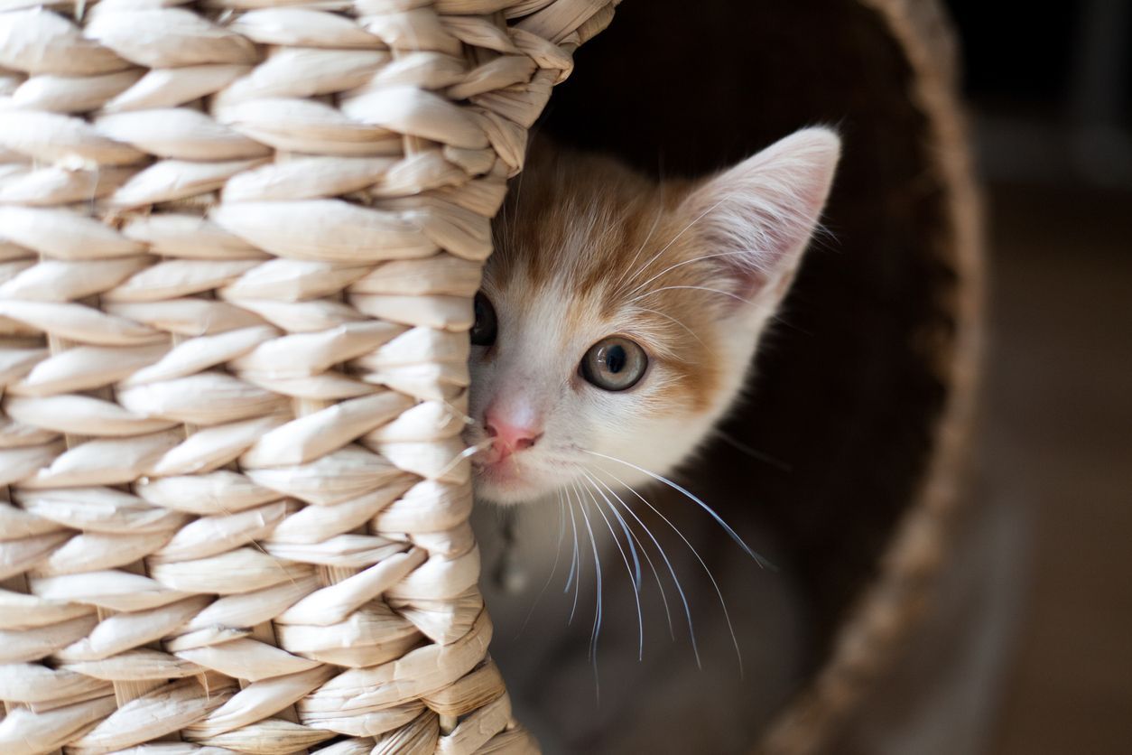 Is your cat stressed? What we can do as pet parents - Kitten peeking out of a cat bed